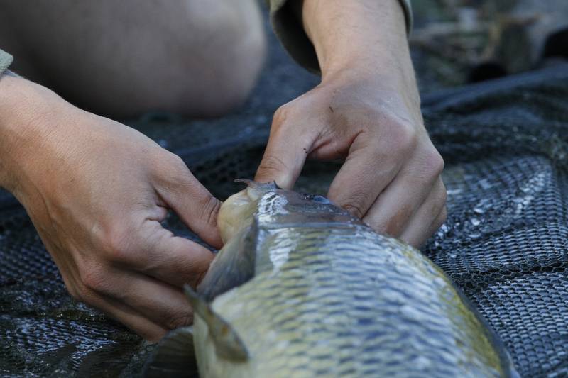 Common carp in Wigan