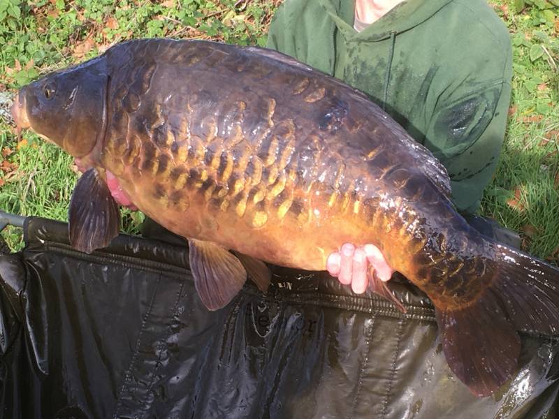 Mirror carp in River Thames