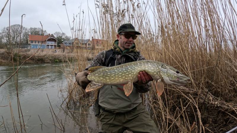Northern pike in Dorset