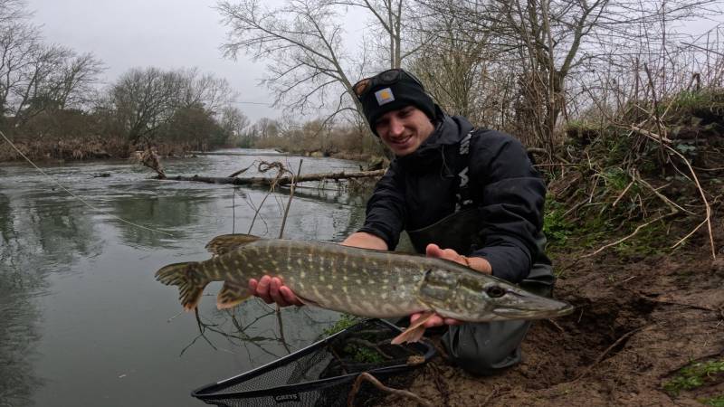 Northern pike in Dorset