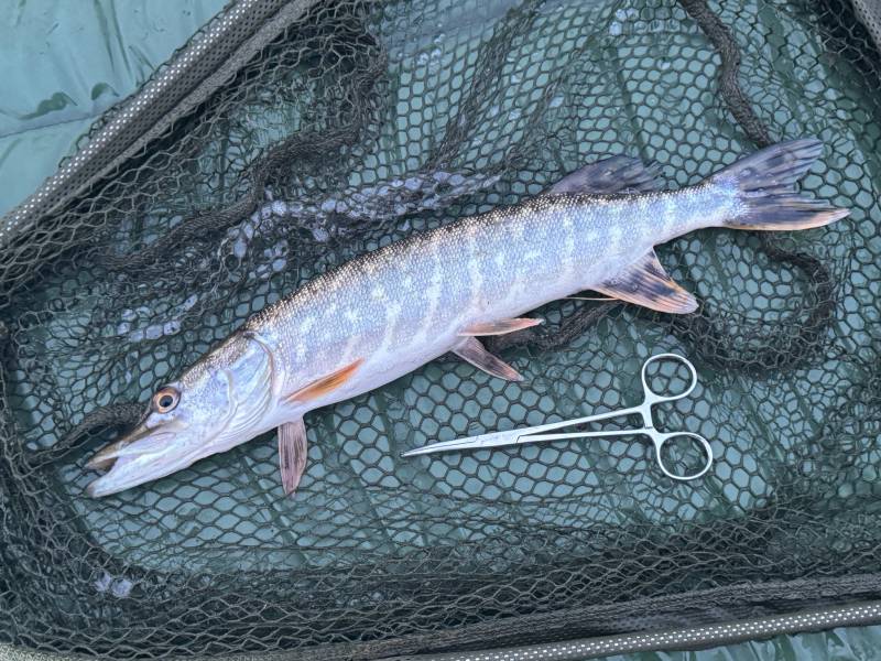 Northern pike in Oxford