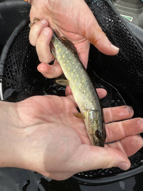 Northern pike in United Kingdom