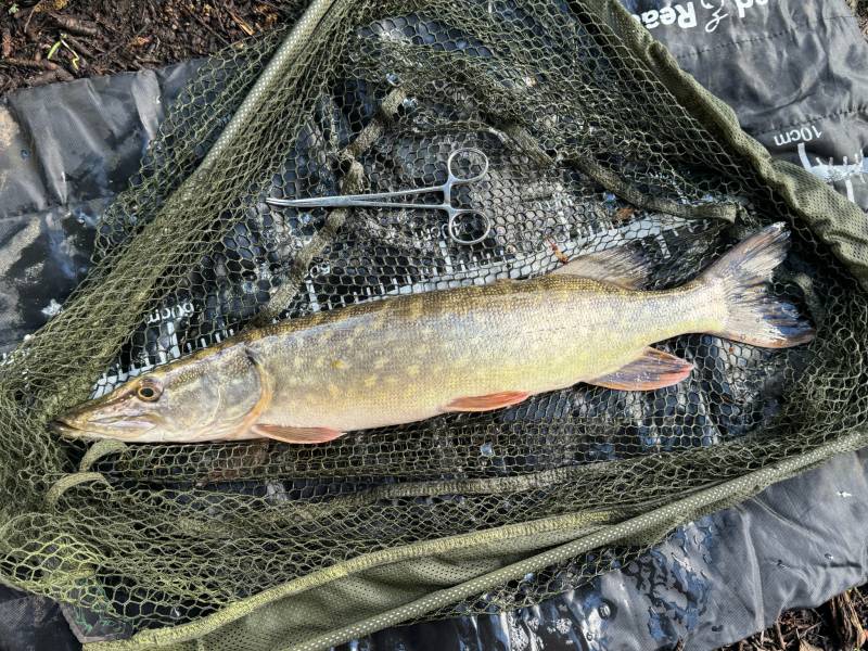 Northern pike in Brighton and Hove