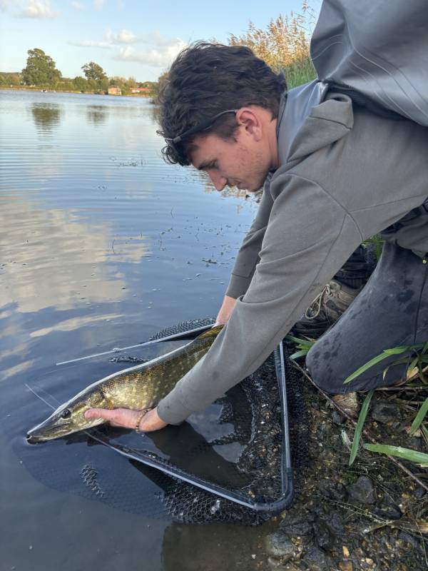 Northern pike in Dorset