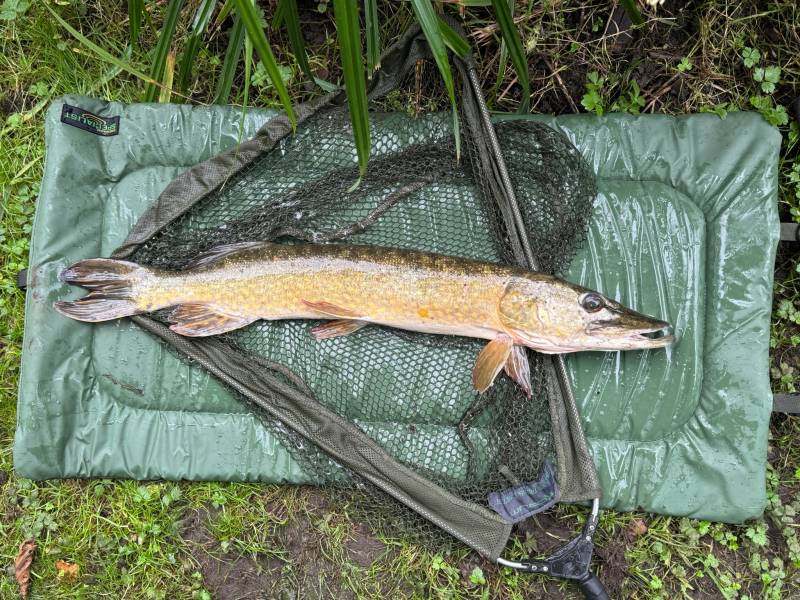 Northern pike in Brighton and Hove