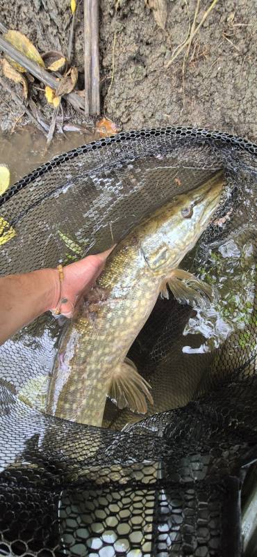 Northern pike in Dorset
