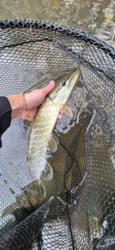 Northern pike in River Stour
