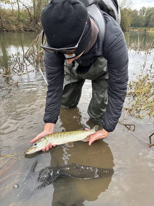 Northern pike in Dorset