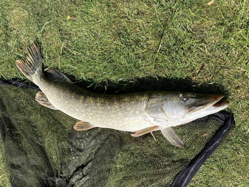 Northern pike in Eastbourne