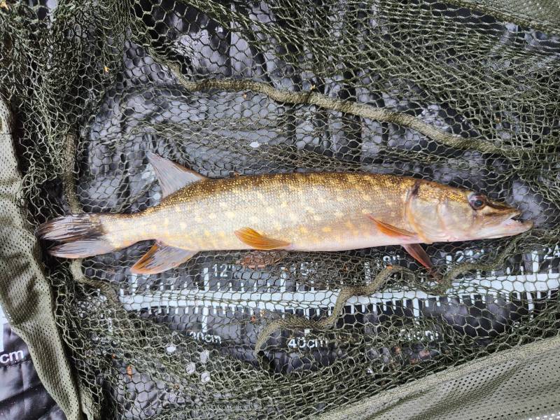 Northern pike in Brighton and Hove