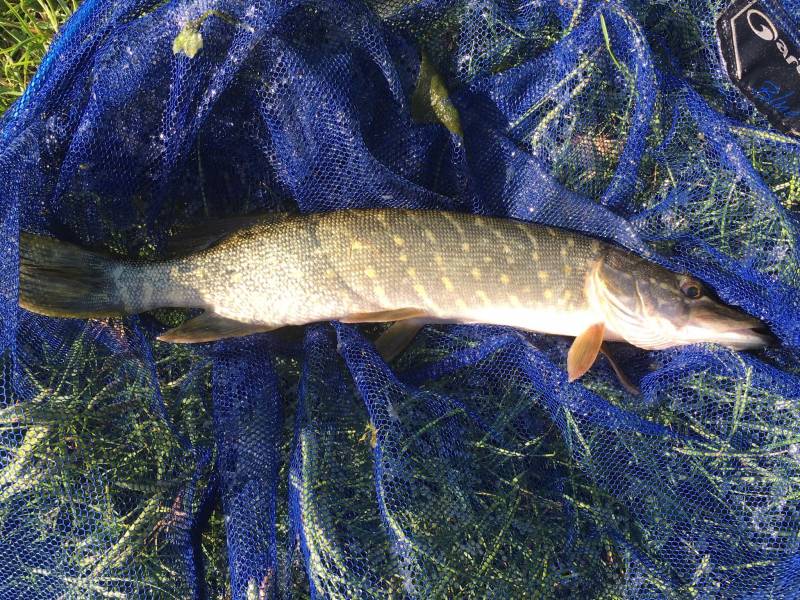 Northern pike in Eastbourne