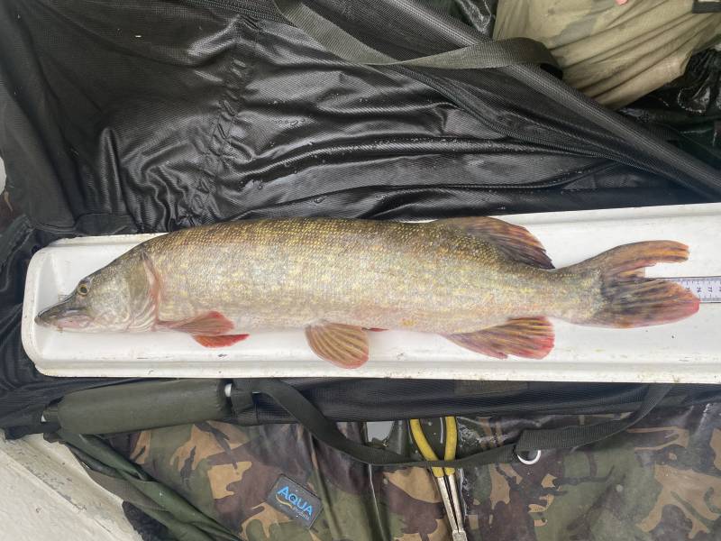 Northern pike in East Sussex
