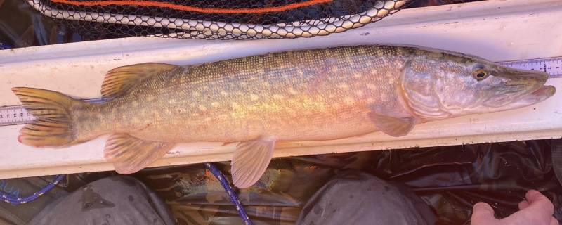 Northern pike in East Sussex