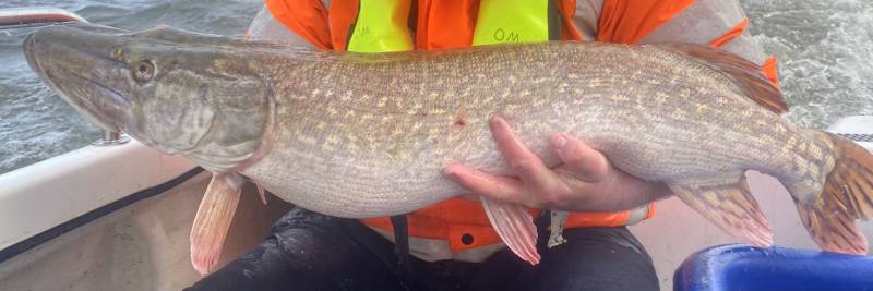Northern pike in East Sussex