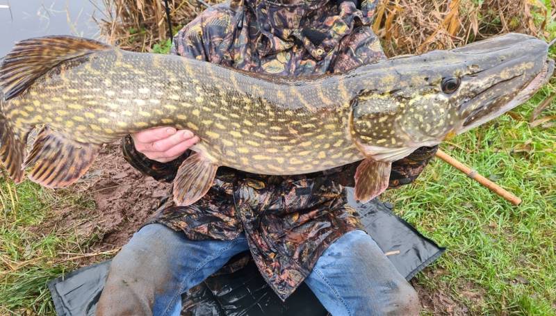 Northern pike in Devon