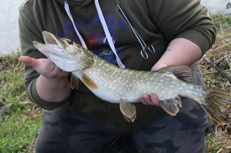 Northern pike in Mansfield