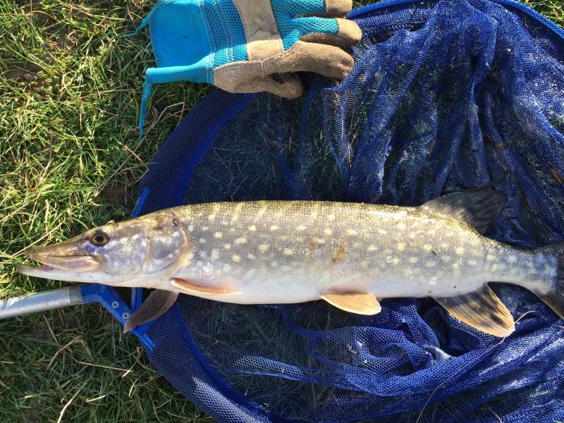 Northern pike in Eastbourne