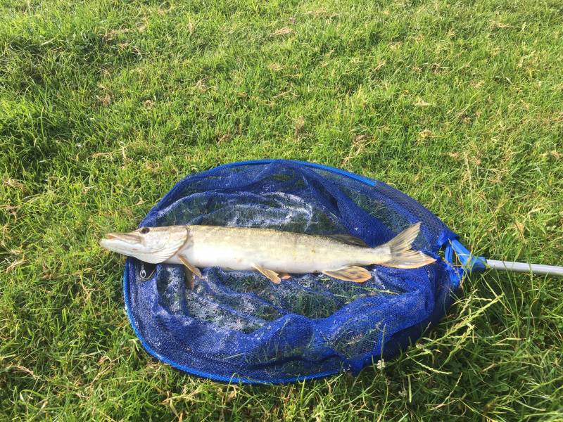 Northern pike in Eastbourne