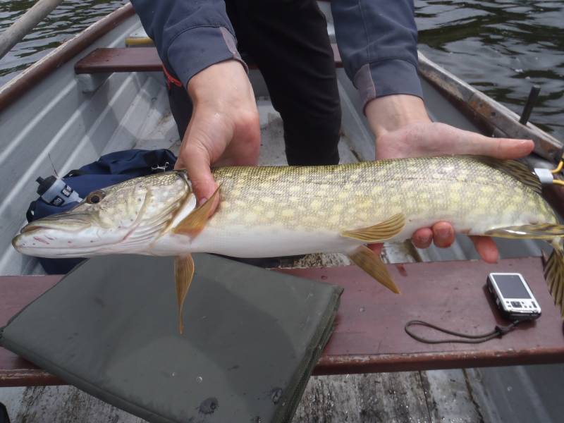 Northern pike in Scotland