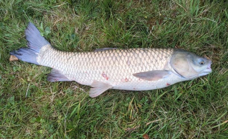 Grass carp in Brighton and Hove