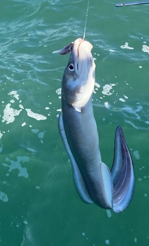 Conger eel in England