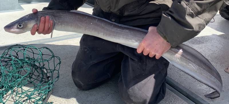 Conger eel in Dorchester