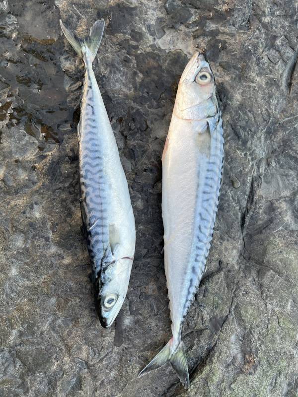 Atlantic bonito in Wales