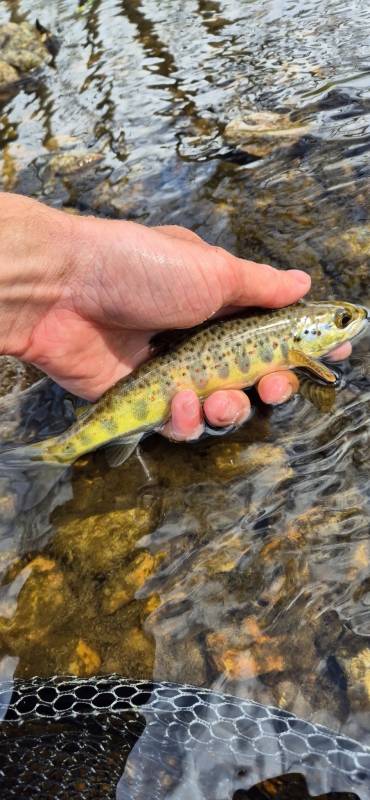 Brown trout in United Kingdom