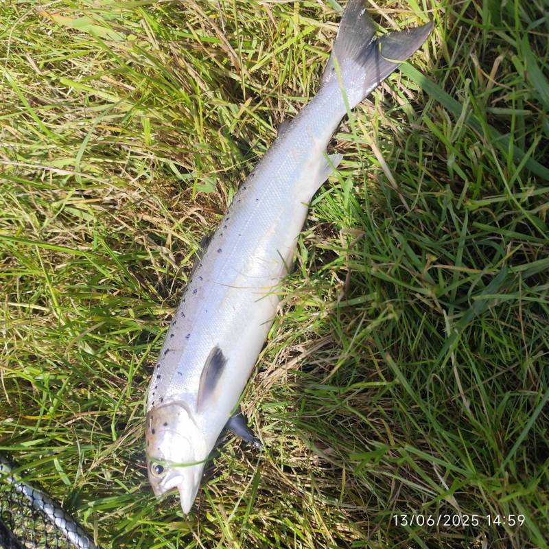 Atlantic salmon in United Kingdom
