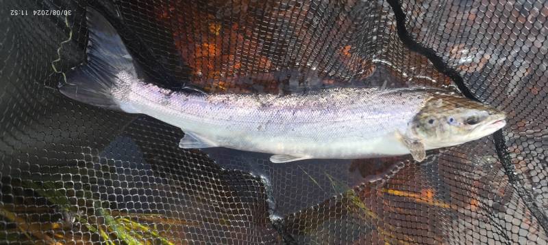 Atlantic salmon in United Kingdom