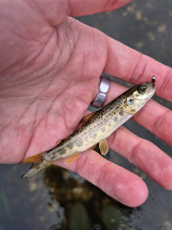 Atlantic salmon in United Kingdom