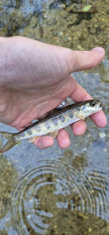 Atlantic salmon in United Kingdom