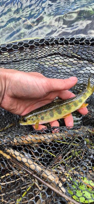 Atlantic salmon in United Kingdom