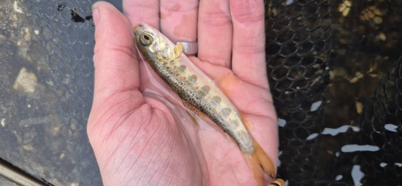 Atlantic salmon in United Kingdom