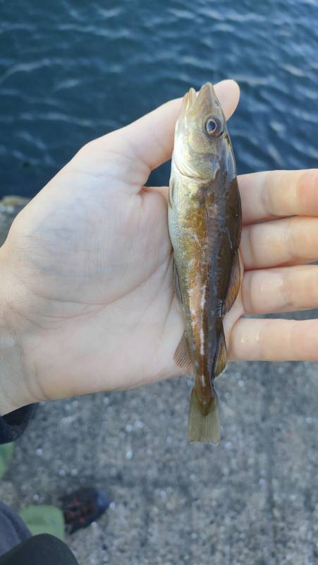 Atlantic cod in United Kingdom