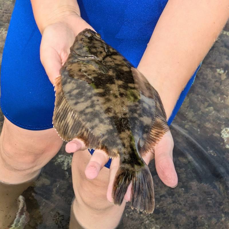 Flounder in East Lothian