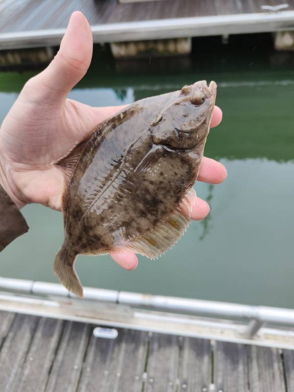 Flounder in Newport