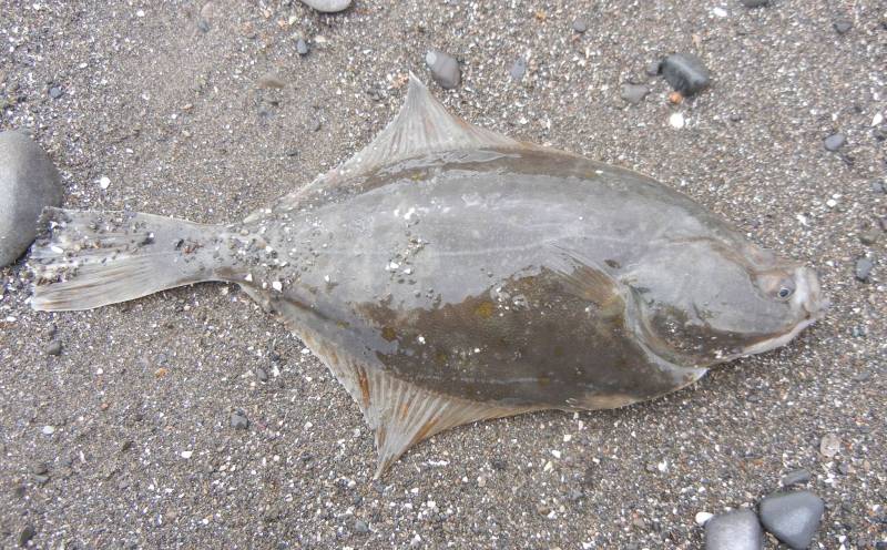 Flounder in Borough of Blackpool