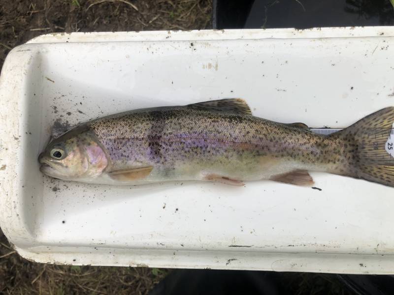 Rainbow trout in Brighton and Hove