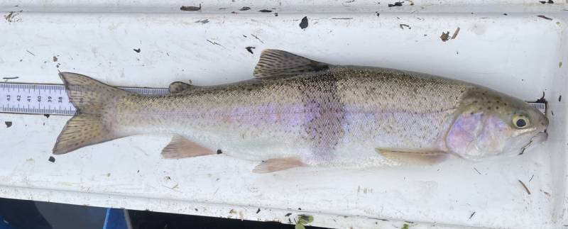 Rainbow trout in Brighton and Hove