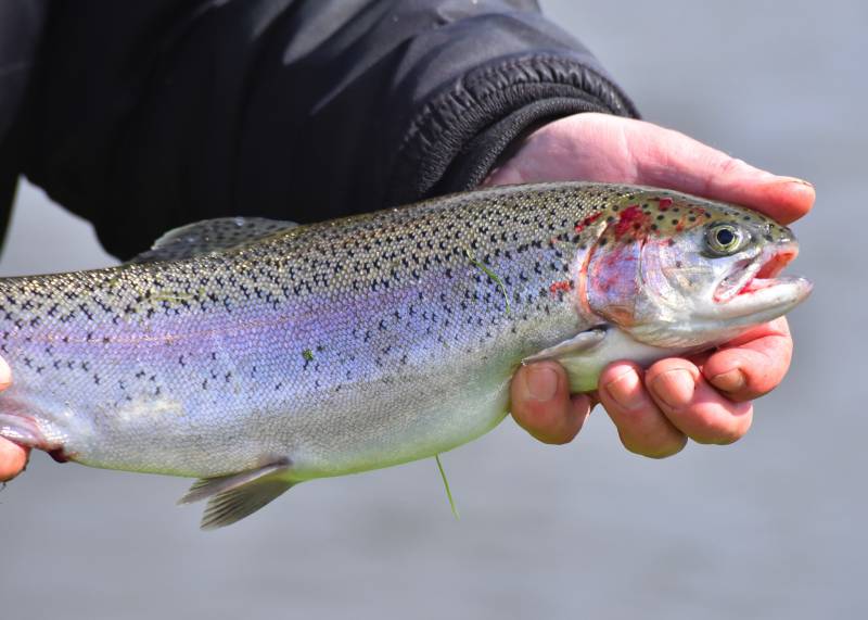 Rainbow trout in River Lea