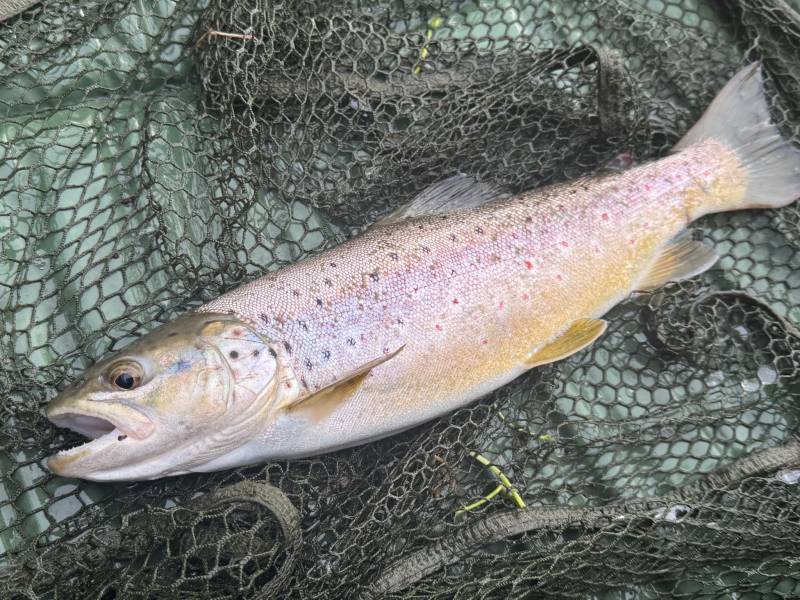 Brown trout in Oxford