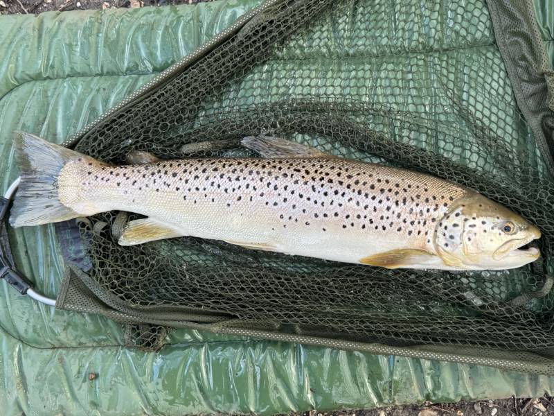 Brown trout in Oxford