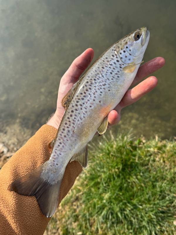Brown trout in Oxford