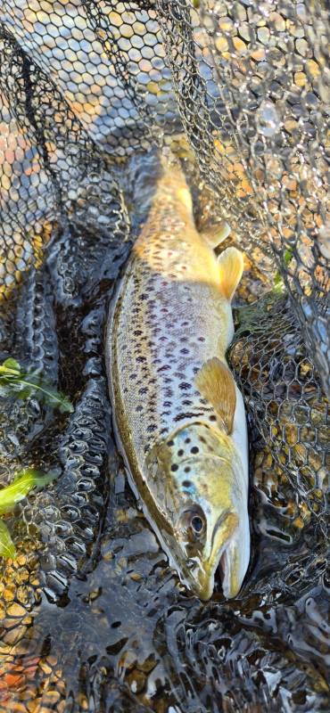 Brown trout in River Stour
