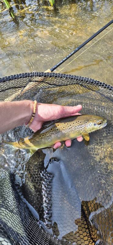 Brown trout in River Stour