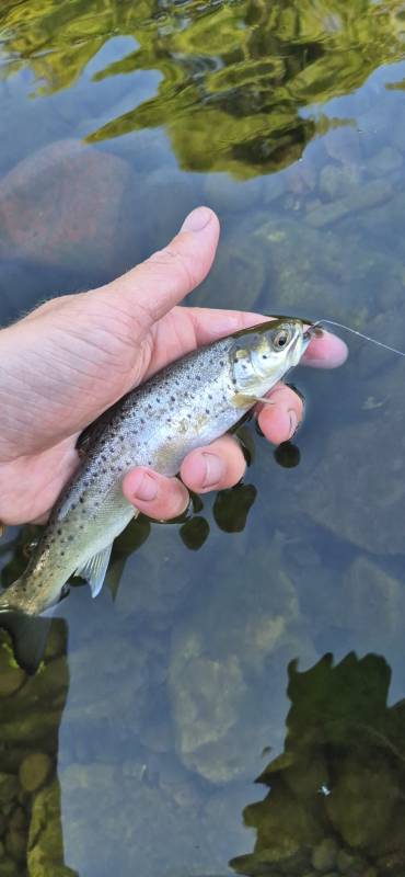Brown trout in Westmorland and Furness