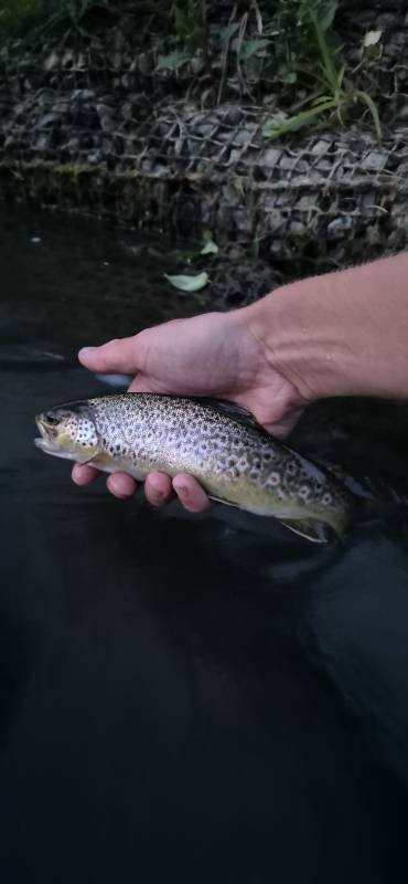 Brown trout in Ross-on-Wye