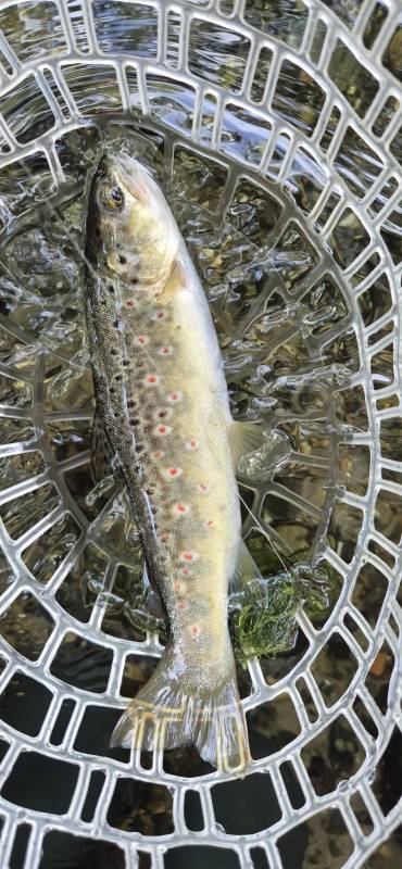 Brown trout in River Test