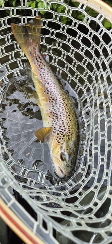 Brown trout in River Test